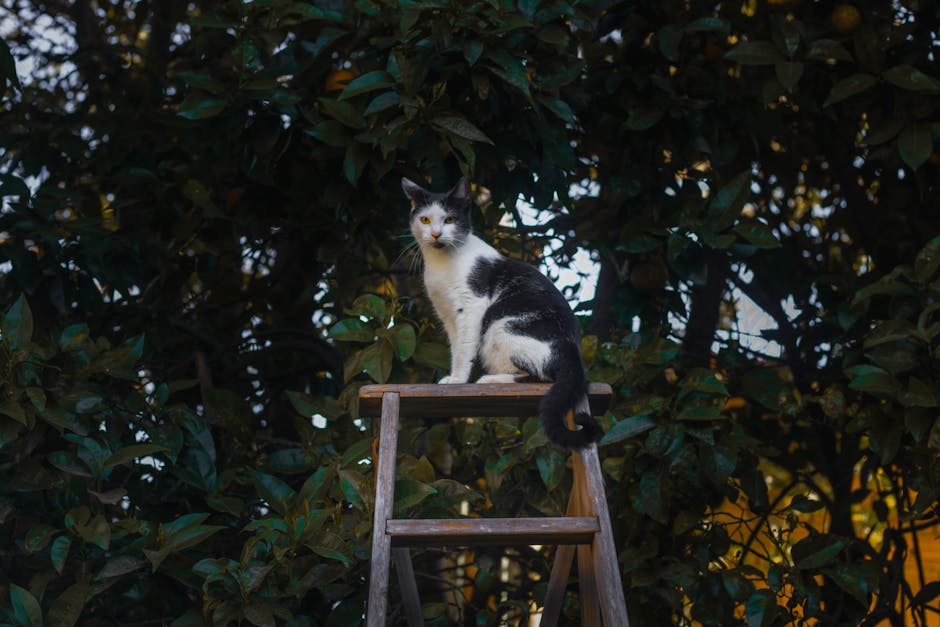 Elevate Playtime: Why the Large Cat Scratching & Jumping Platform is the Best Cat Tree Investment for Multi-Level Engagement