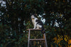 Elevate Playtime: Why the Large Cat Scratching & Jumping Platform is the Best Cat Tree Investment for Multi-Level Engagement