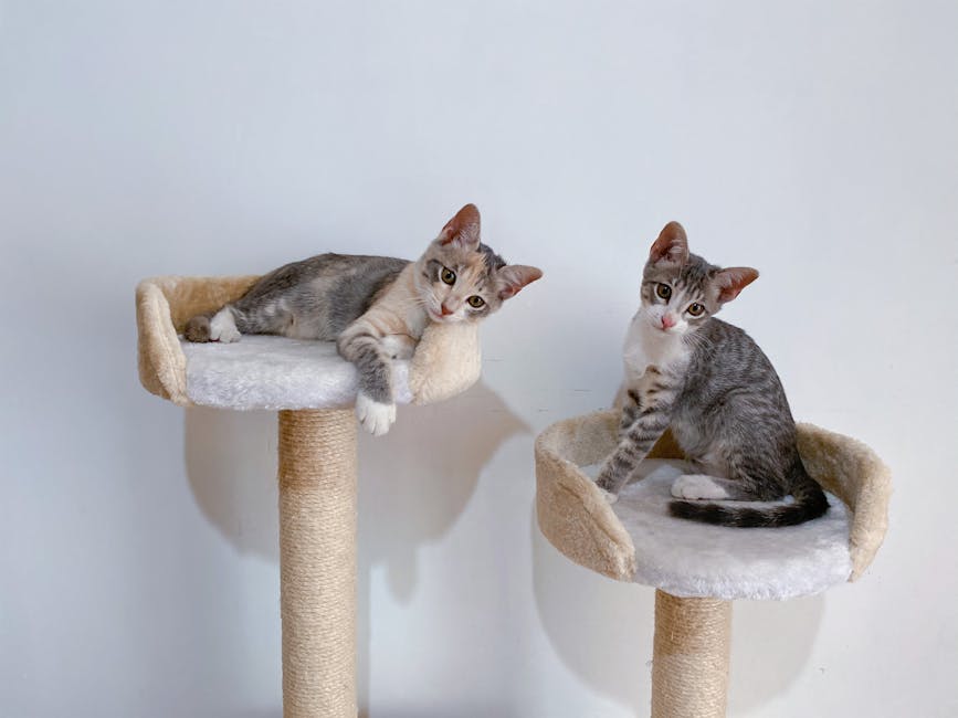 Beyond the Basic Perch: Integrating Tall Cat Towers and the Zendrop Platform for Comprehensive Feline Vertical Territory