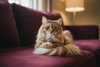 8 Best Interactive Play Toys for Indoor Cats (2026)